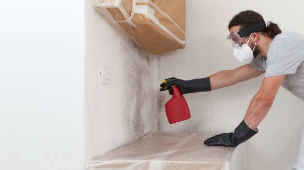 Basement Mold Remediation treatment on basement walls in Greenville